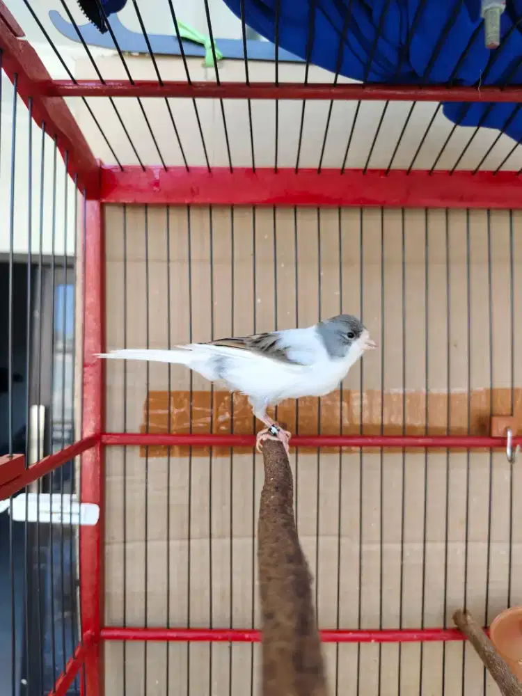 Kenari frasmi gacor warna favorit