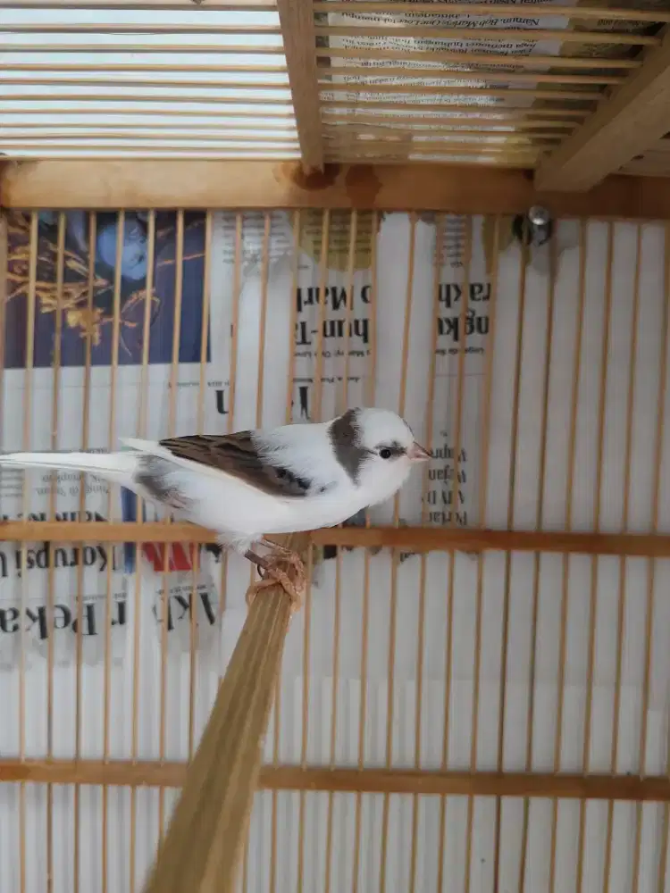 Kenari betina panda simetris