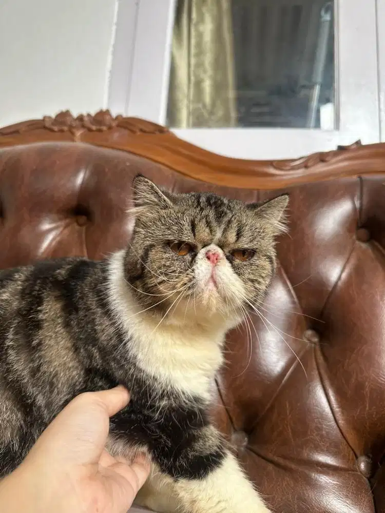 Open adopt short hair peaknose female