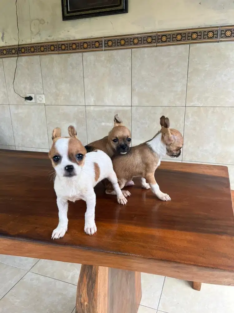 chh jantan dan betina