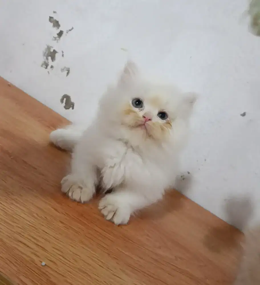 Munchkin Longhair jantan