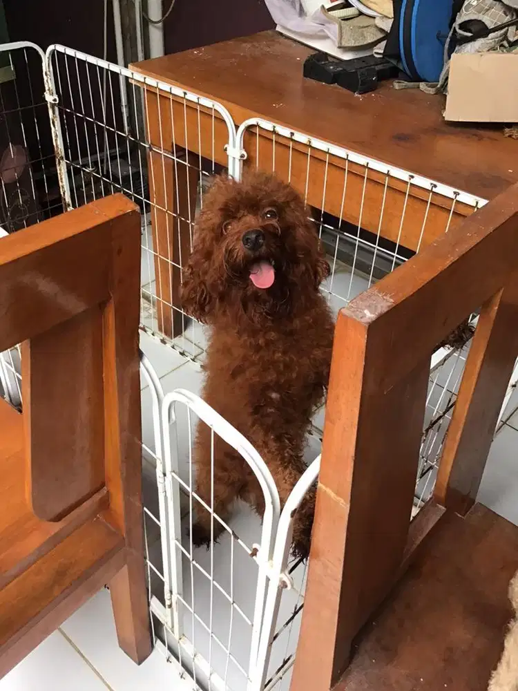 Adopsi aja pudel umur 2 tahun stgh