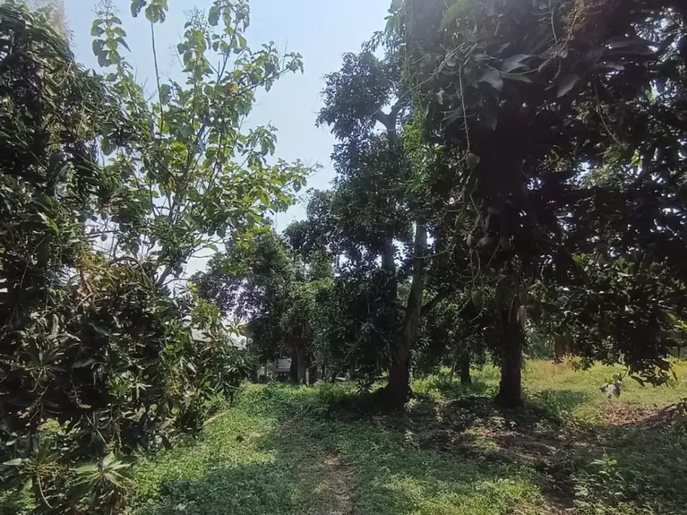 Jual Tanah kebun Mangga Luas 1817 m2 di Bangil Pasuruan,dekat wisata