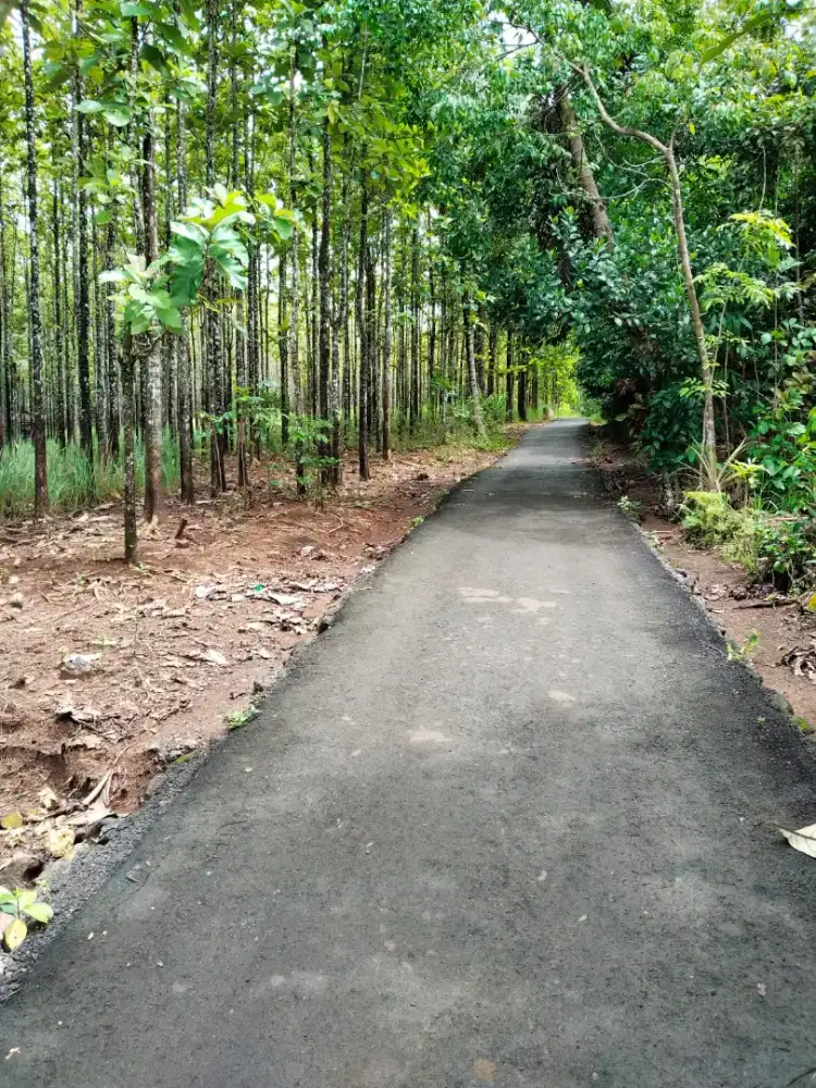 Kebun jati dijual cepat sertifikat hak milik