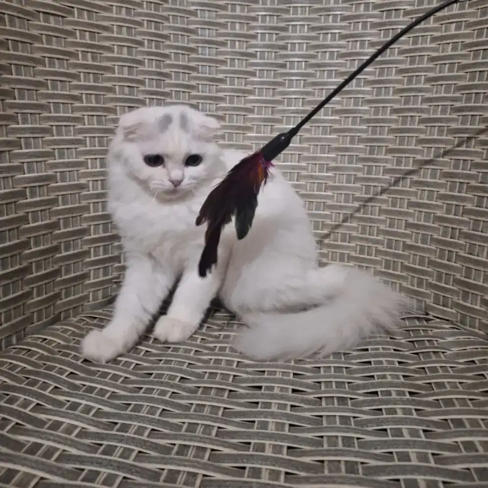 Scottish fold long hair (betina)