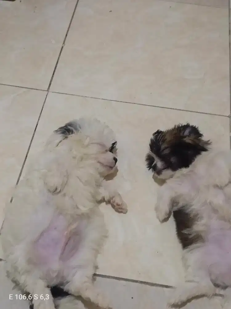 Jual anjing shitzhu.