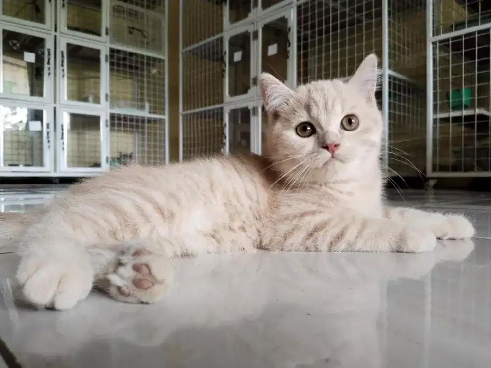 Kucing bsh cream jantan