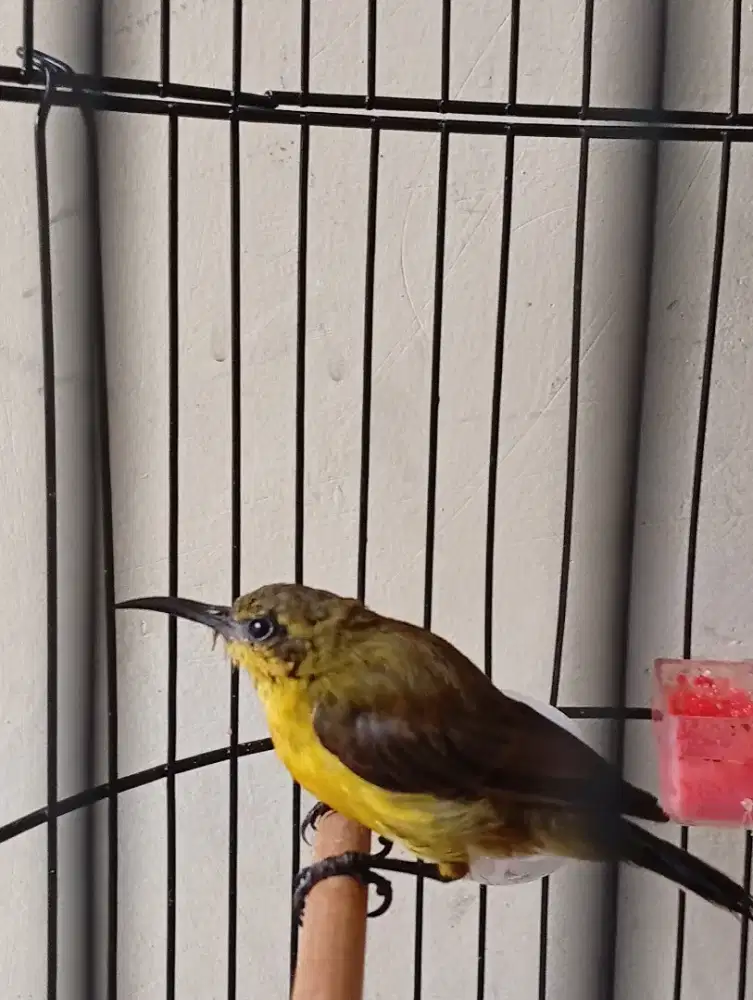 Burung masteran metatol jantan