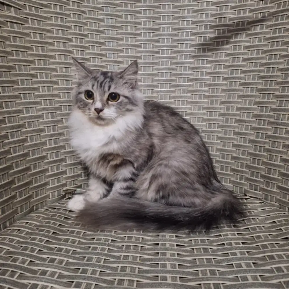 Kucing Persia x Mainecoon (Betina)