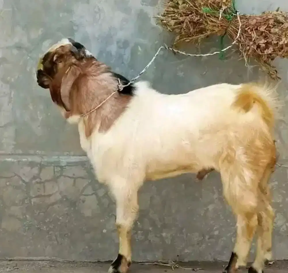 Hewan Kambing milik pribadi solo Utara bisa nego