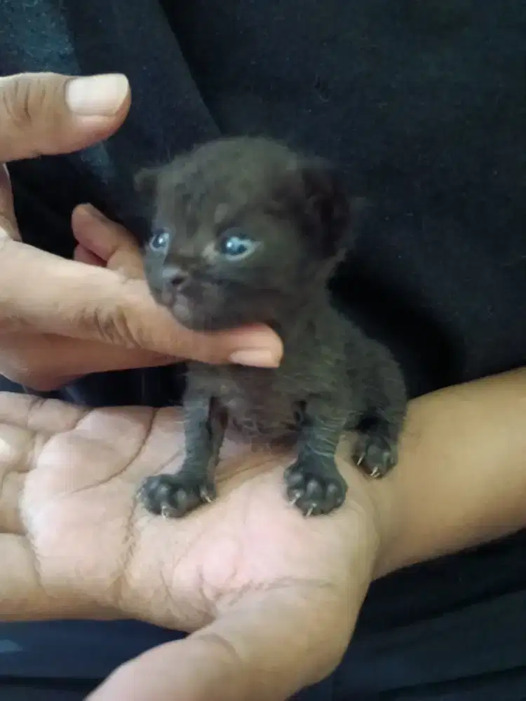 Munchkin NS darkbrown jantan