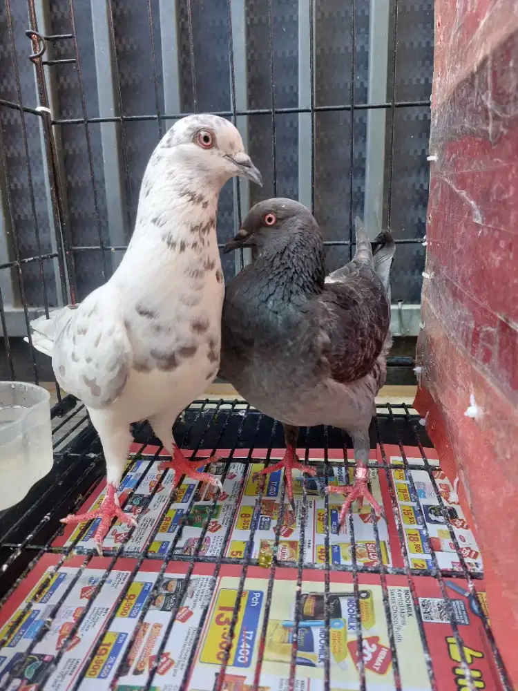 Burung merpati lapang
