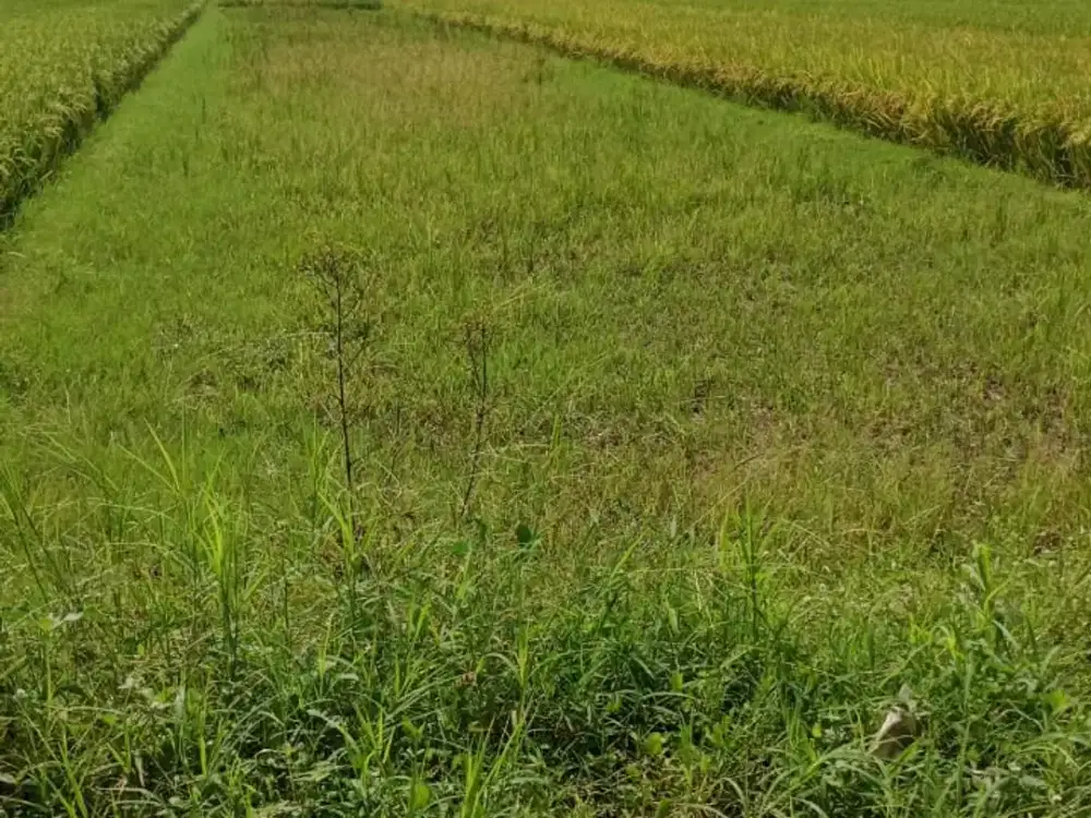 DIJUAL TANAH STRATEGIS DENGAN VIEW SAWAH – INVESTASI & HUNIAN IDEAL