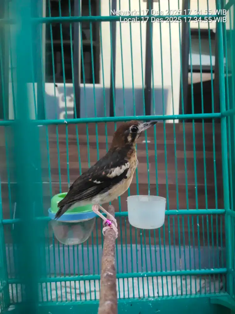 Burung anis kembang trotol blajar riwik2.portotal