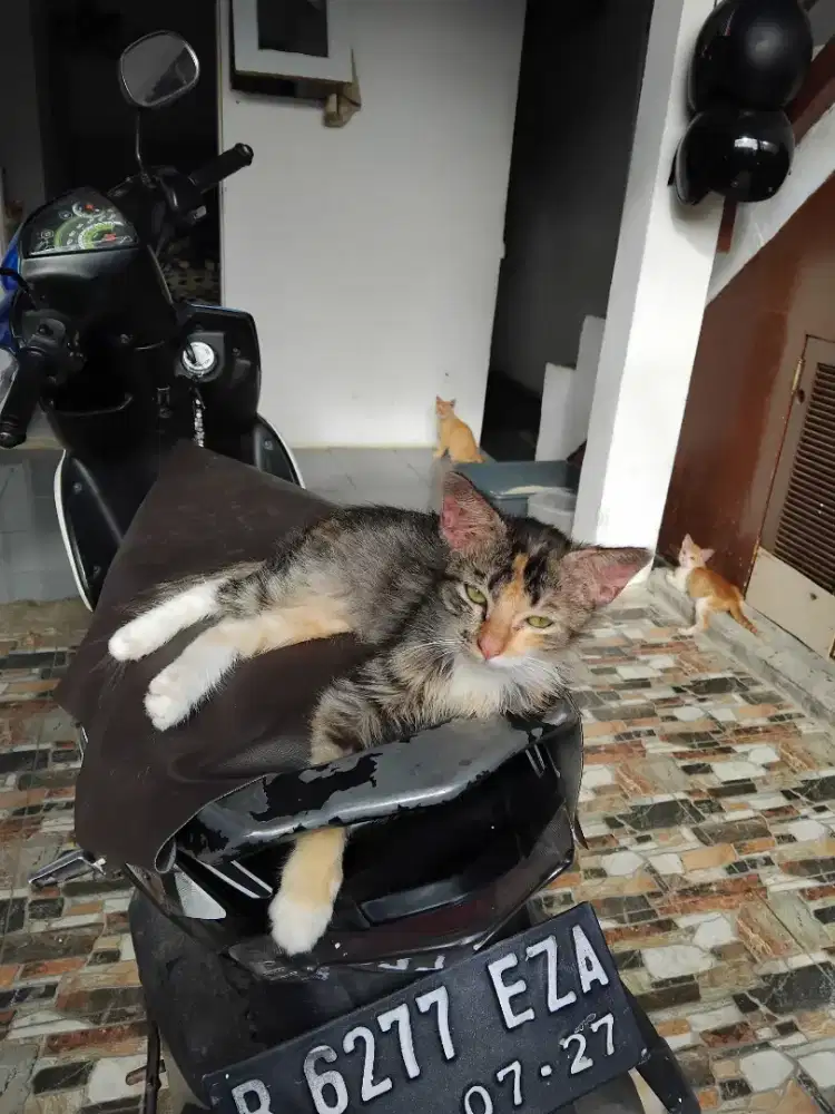 Free adop,kucing J yg warna oren,B yg warna mujaer.