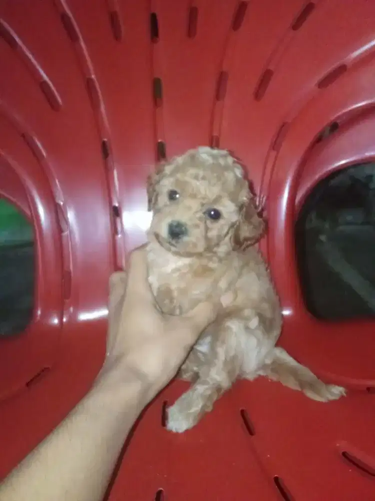 Poodle asli size toy