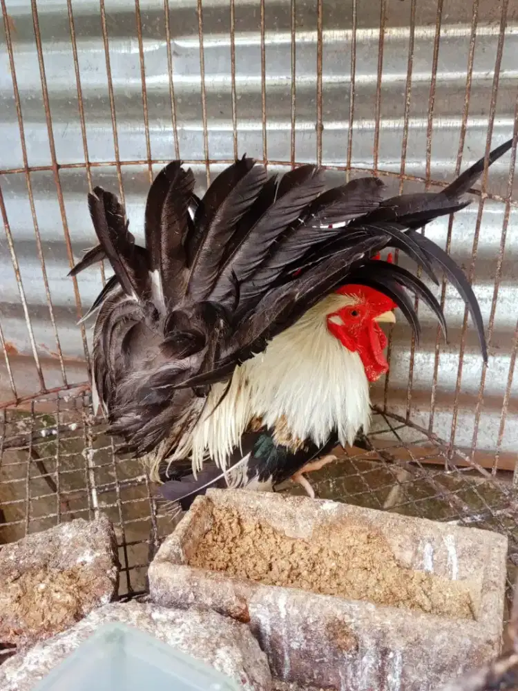 Ayam kate warna bagus