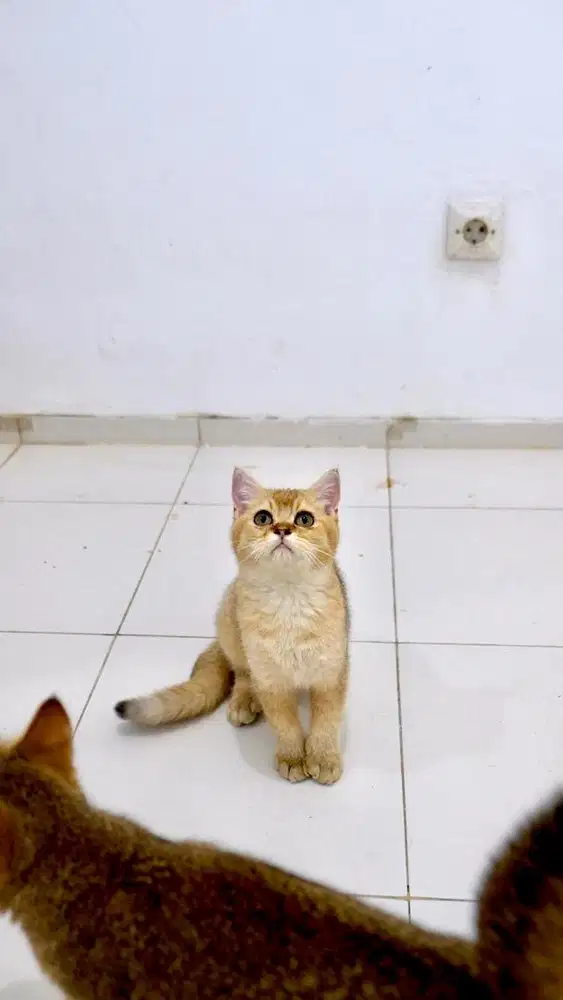 BRITISH SHORT HAIR GOLDEN / BSH GOLDEN