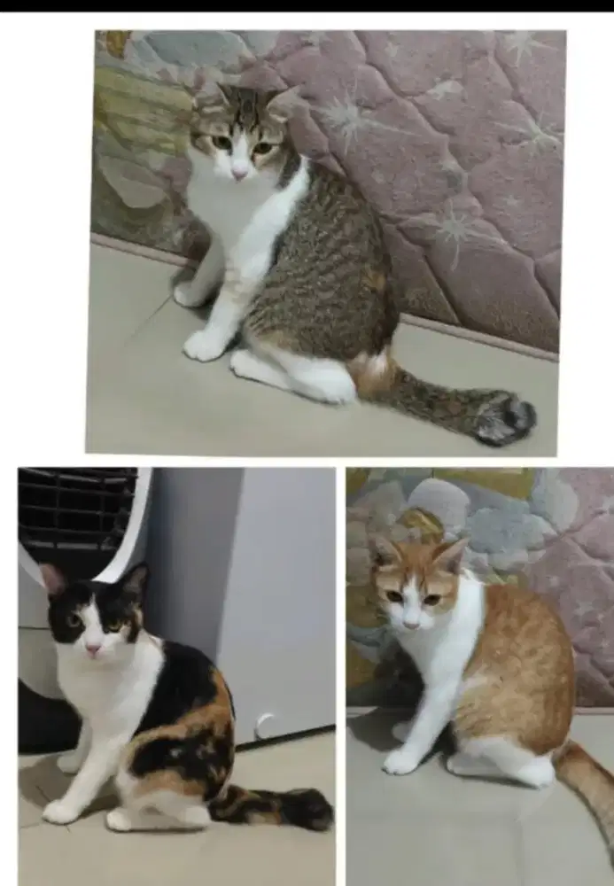 Kucing mixdom persia