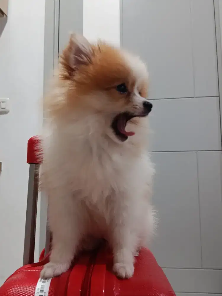 Jual anjing mini poom