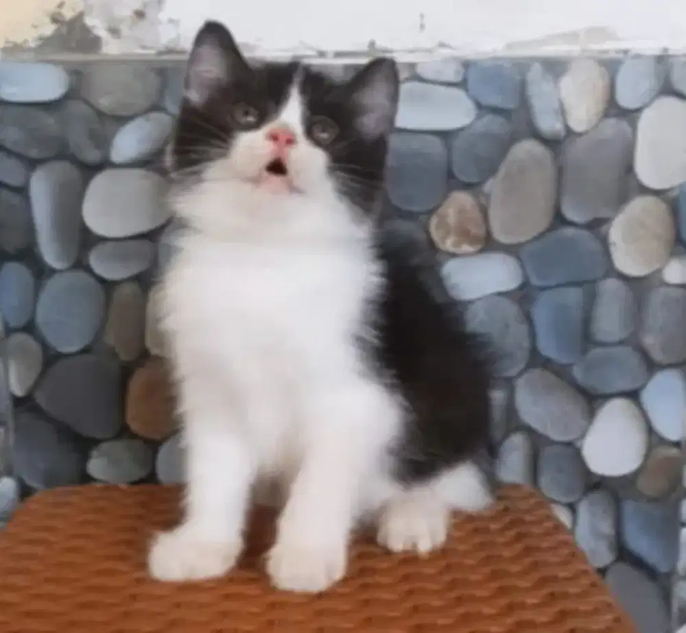 BSH mix peaknose exotic