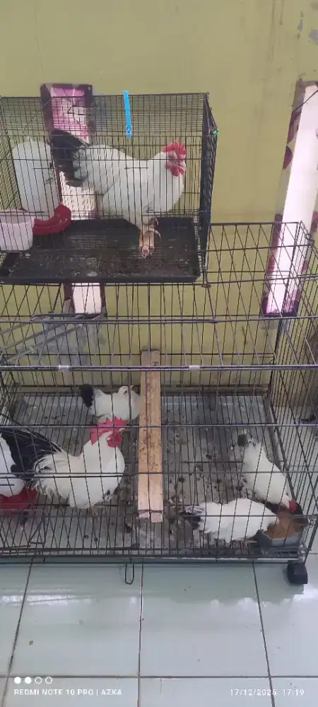 ayam chabo black tail