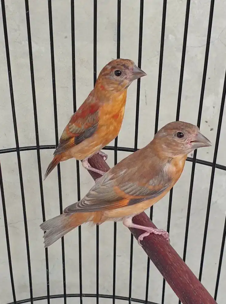 Red siskin dilute sepasang