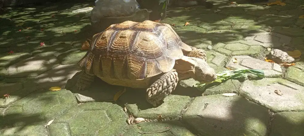 Sulcata 42cm CERAH CAKEP BESAR jinak