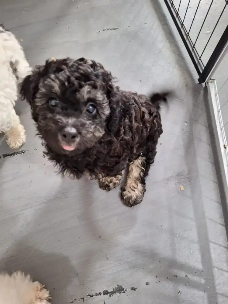 Poochon jantan silver phantom