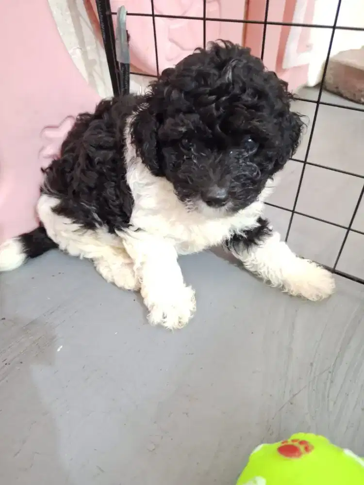 Poochon jantan party silvet