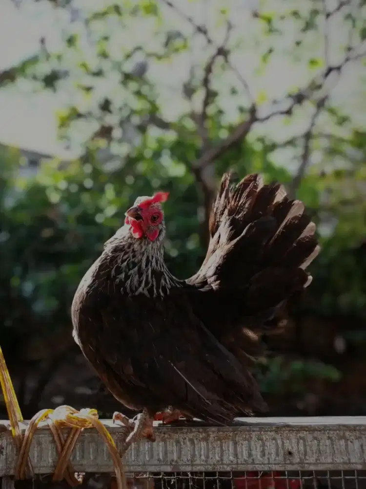 AYAM KATE SHORT BODY