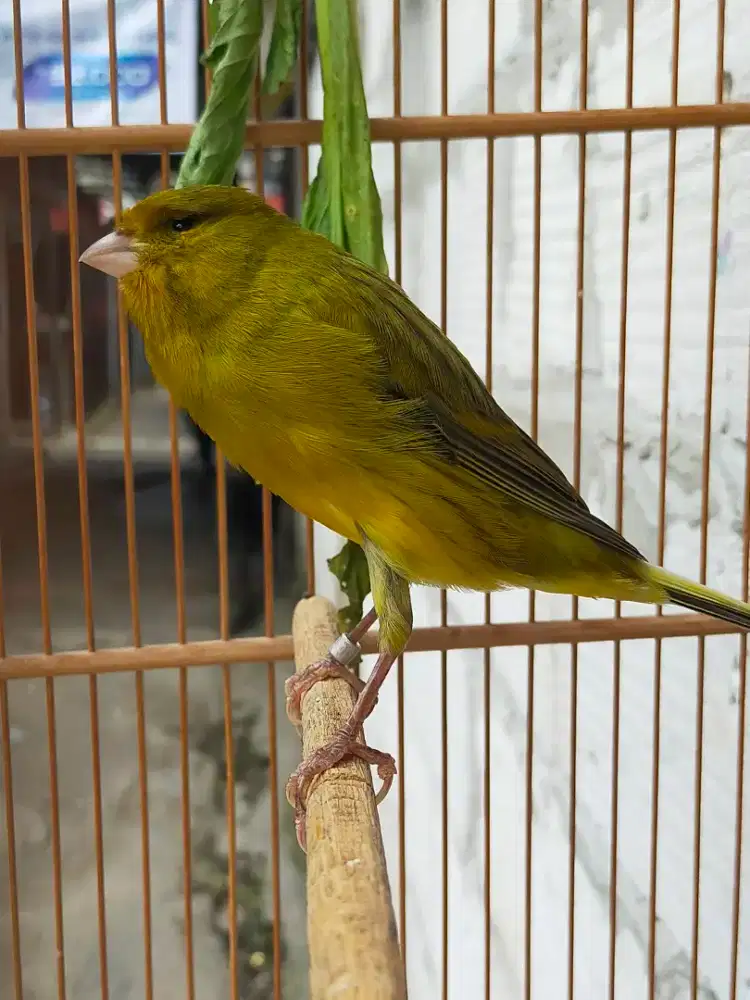 Burung kenari F1ys trah Rasmi gacor