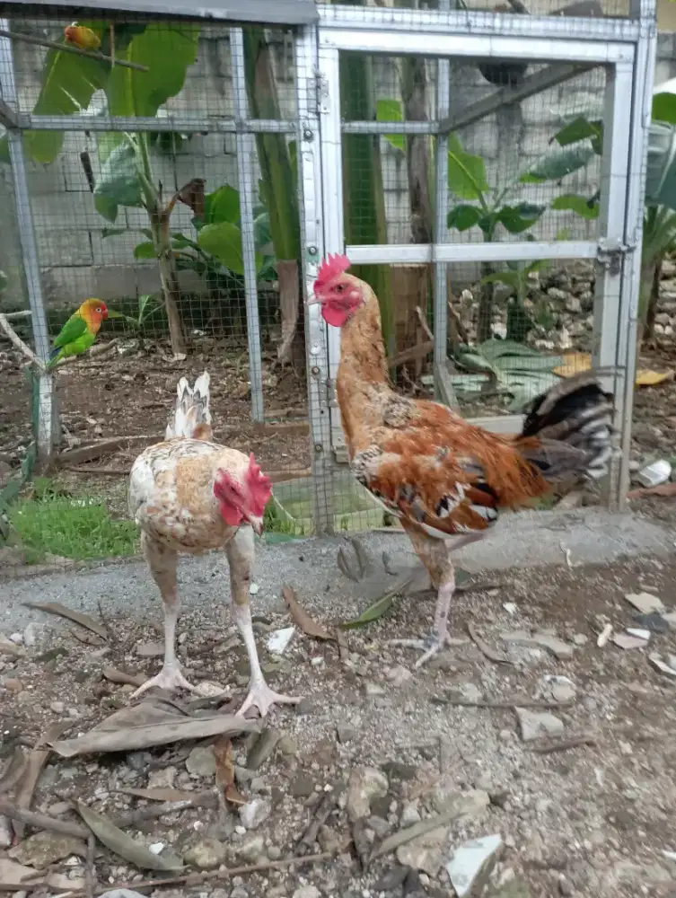 Ayam kampung jago muda udah belajar kukuruyuk