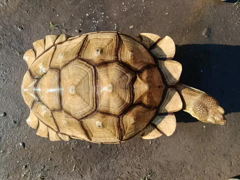 SULCATA JUMBO CERAH 55CM JANTAN