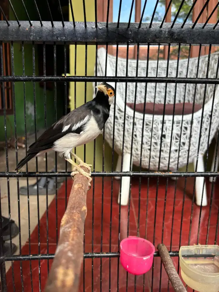 Jalak Suren Jawa Gacor sudah Mompa