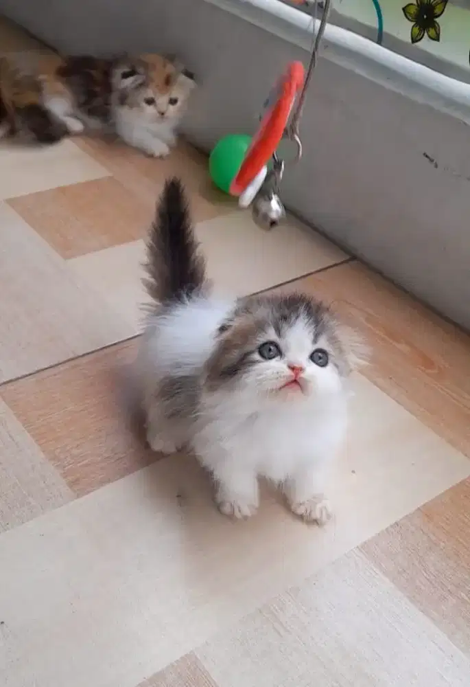 kitten munckhin Gaelic fold