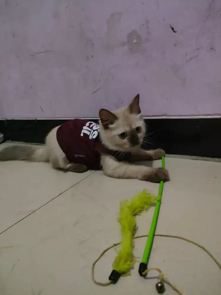 Munchkin Hima NS Sealpoint Beti 4 Month