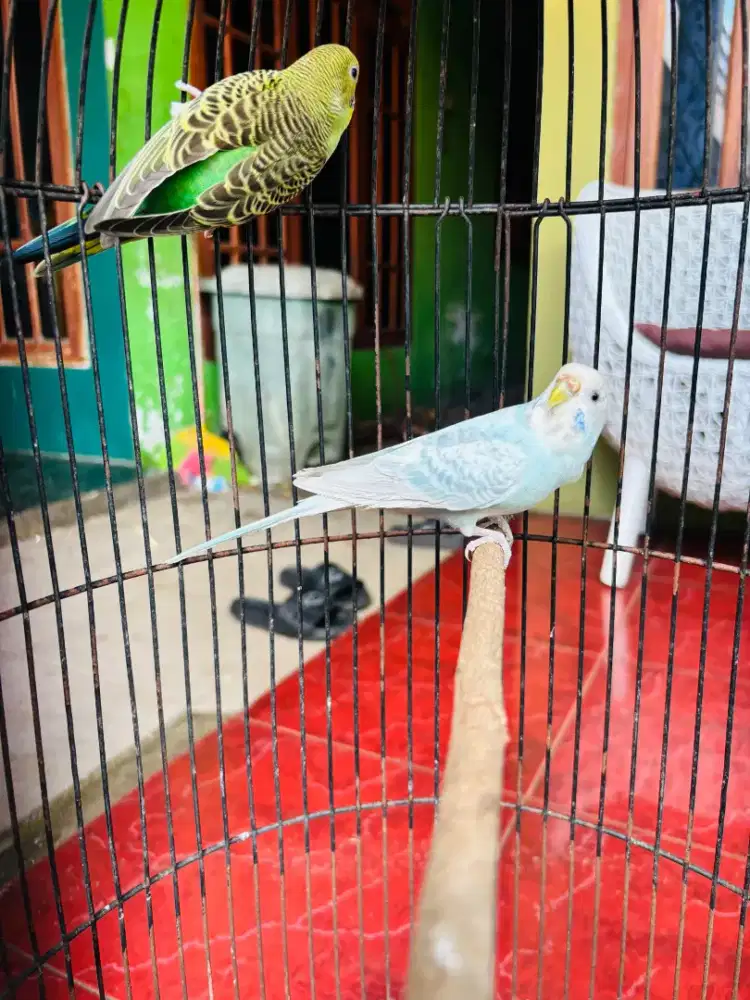 Burung Parkit Sepasang