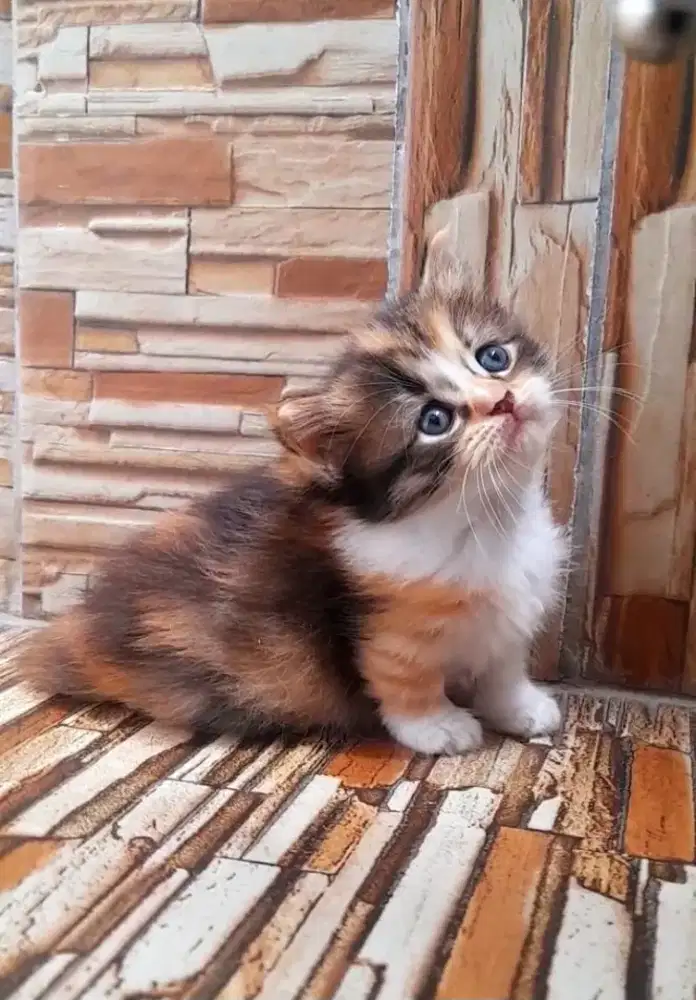 kitten munckhin