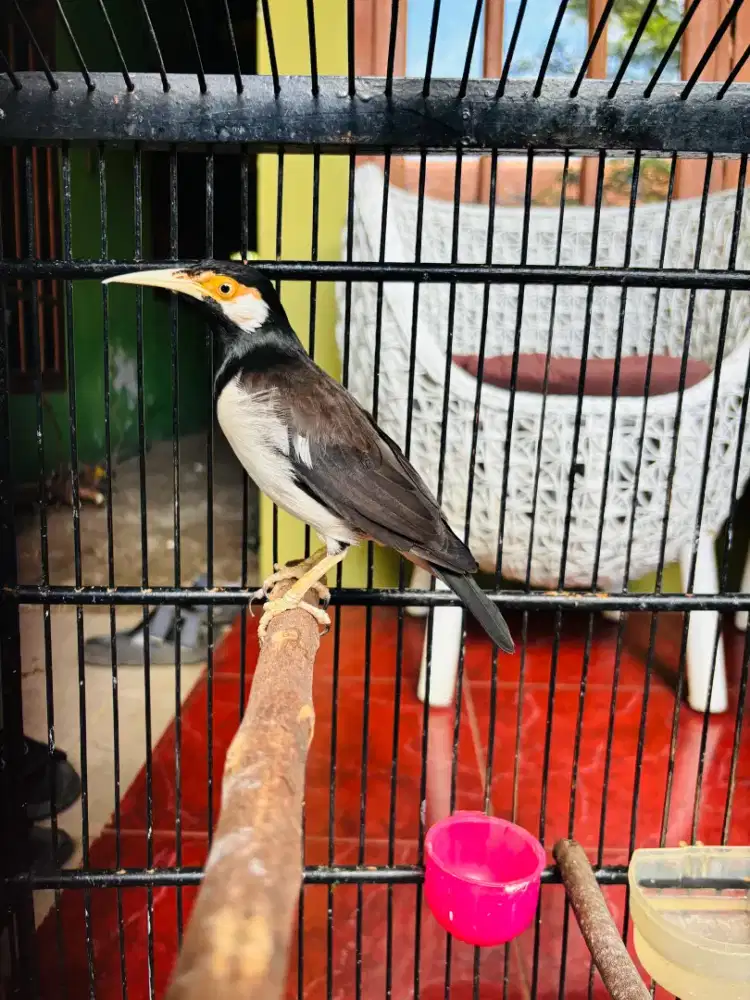 Jalak Suren Jawa Sudah Gacor