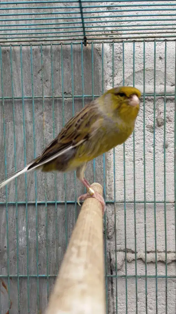 Burung kenari F2ys jantan gacor