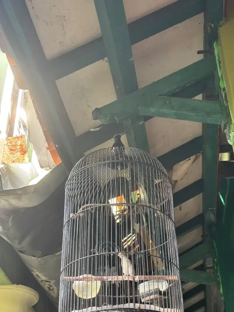 Burung Sanger Masih Muda