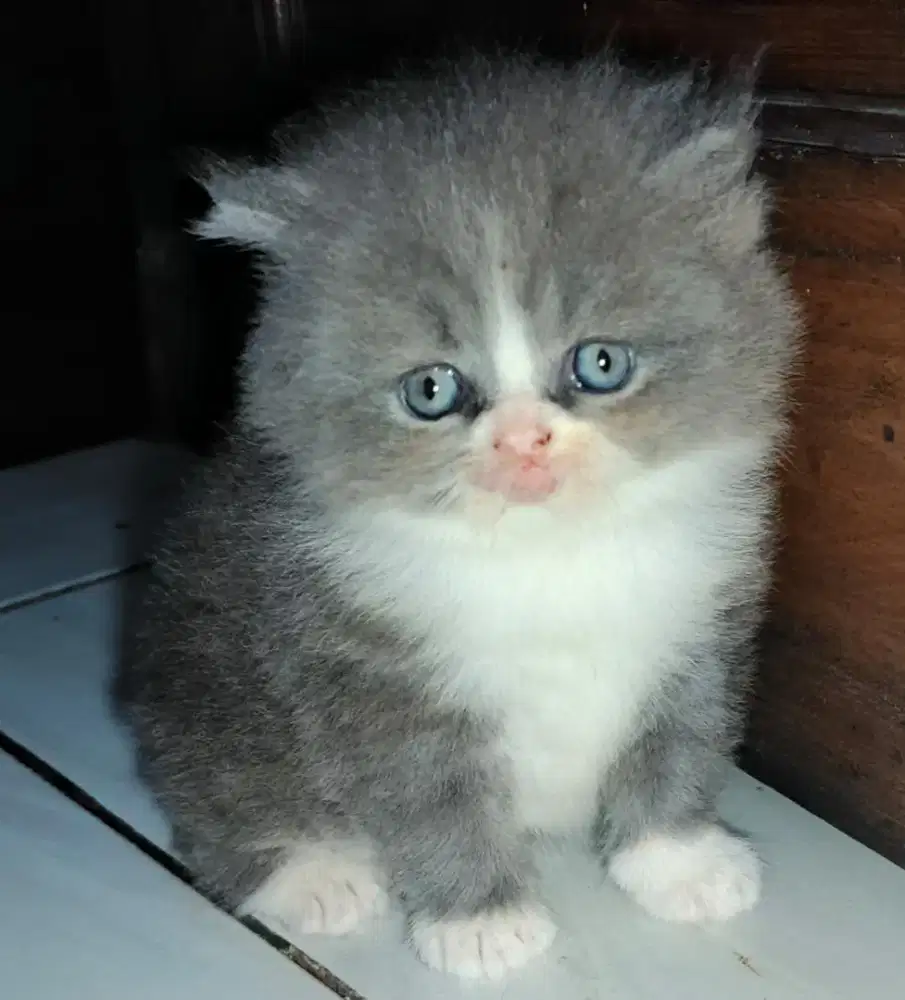 Anakan persia flatnose jantan