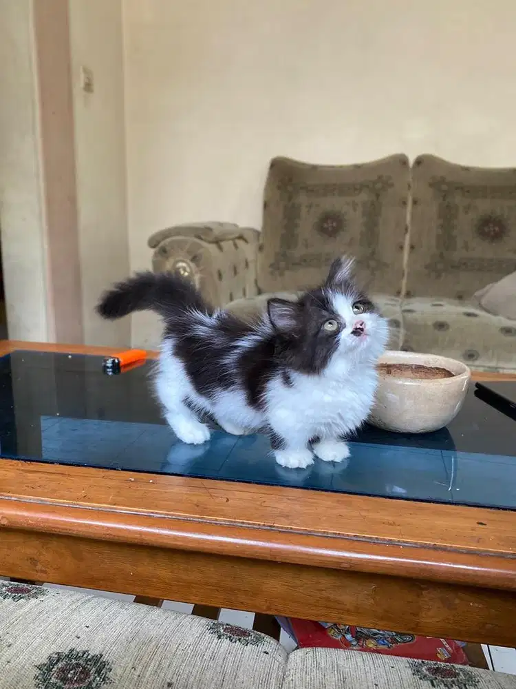 Kucing kitten munchkin minuet cebol