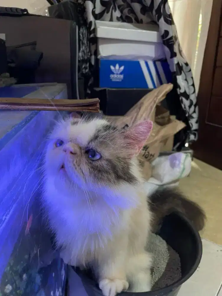 Kucing Persia Peaknose Extreme