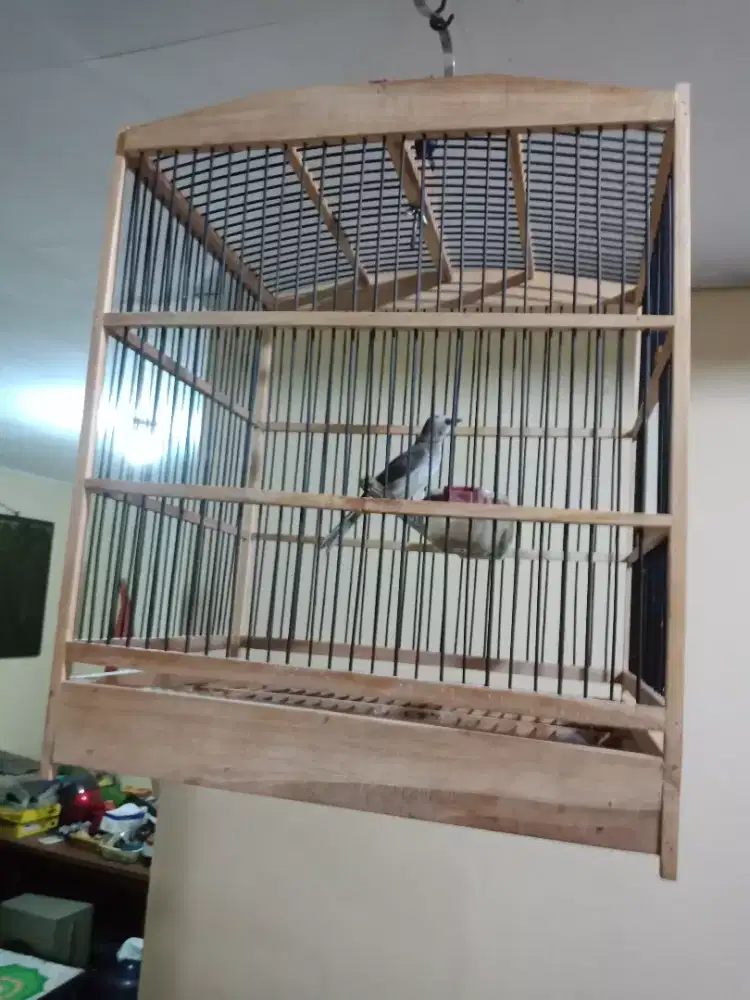 Jogjog ropel, ngoceh