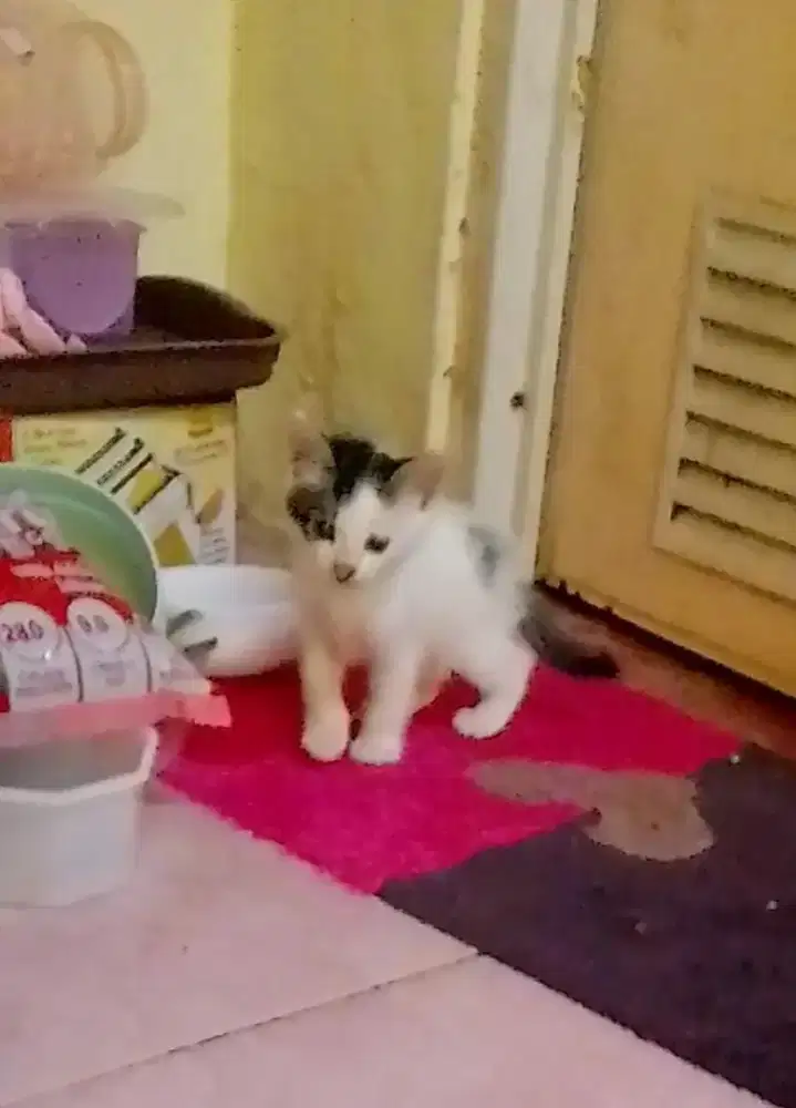 Open Adopsi Kucing Mother and Kitten