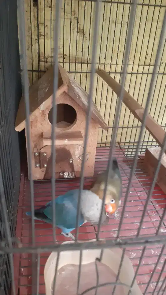 Lovebird mangsi x parblu