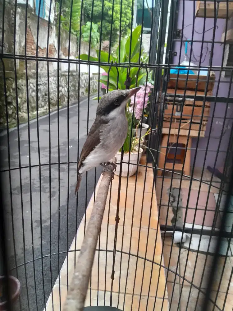 Burung Jingjing petulak kalimantan