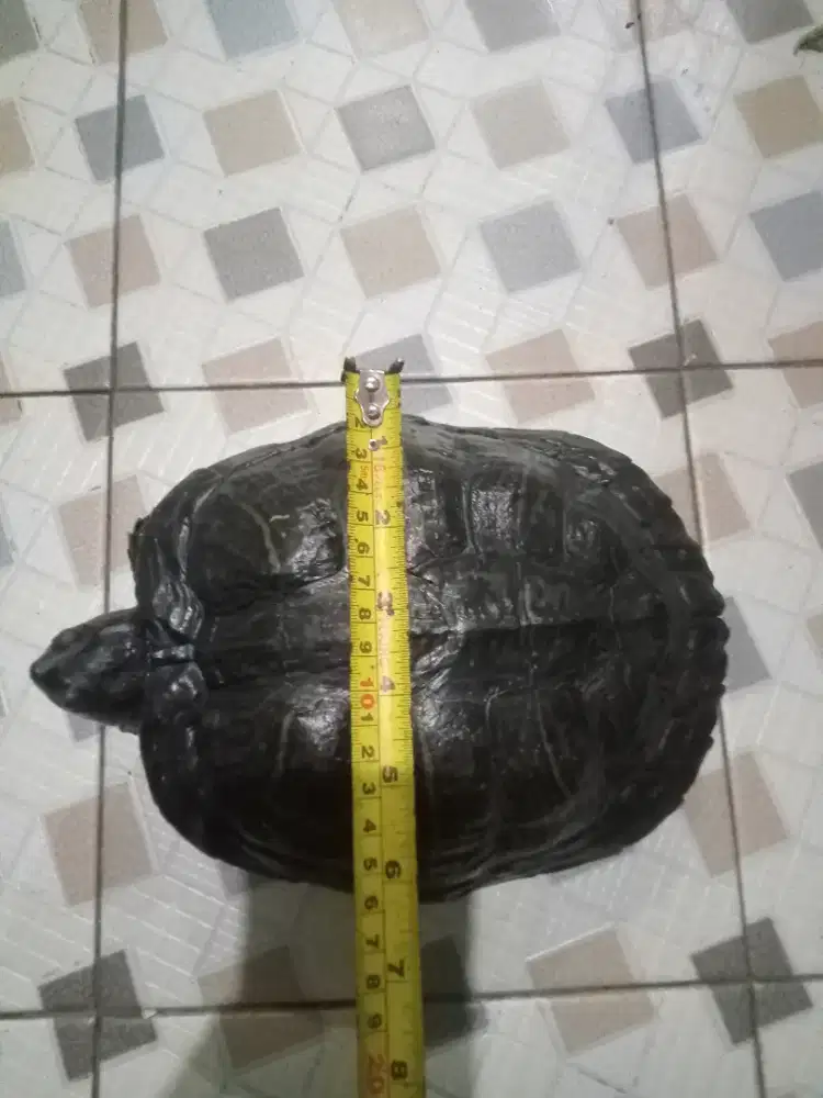 Kura-kura kurang tau jenis apah banyak yang bilang Brazil